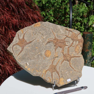 Versteinertes Fossil - Seestern (Schlangensterne Ophiura sp.) 465 Millionen Jahre - 28x23 cm - Nr. 10, detailreiches Fossil auf Ständer