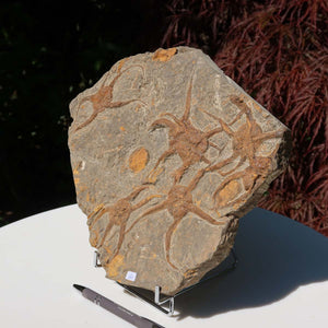 Versteinertes Fossil - Seestern (Schlangensterne Ophiura sp.) 465 Millionen Jahre - 28x23 cm - Nr. 10, detailreiches fossiles Kunstwerk.