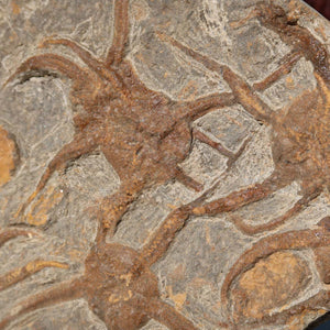 Versteinertes Fossil - Seestern (Schlangensterne Ophiura sp.) 465 Millionen Jahre - 28x23 cm - Nr. 10, Detailansicht