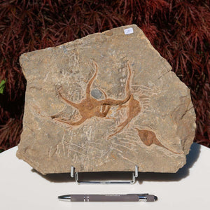 Versteinertes Fossil - Seestern (Schlangensterne Ophiura sp.) 465 Millionen Jahre - 26x22 cm - Nr. 11