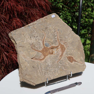 Versteinertes Fossil - Seestern (Schlangensterne Ophiura sp.) 465 Millionen Jahre - 26x22 cm - Nr. 11 in natürlicher Form aus Marokko