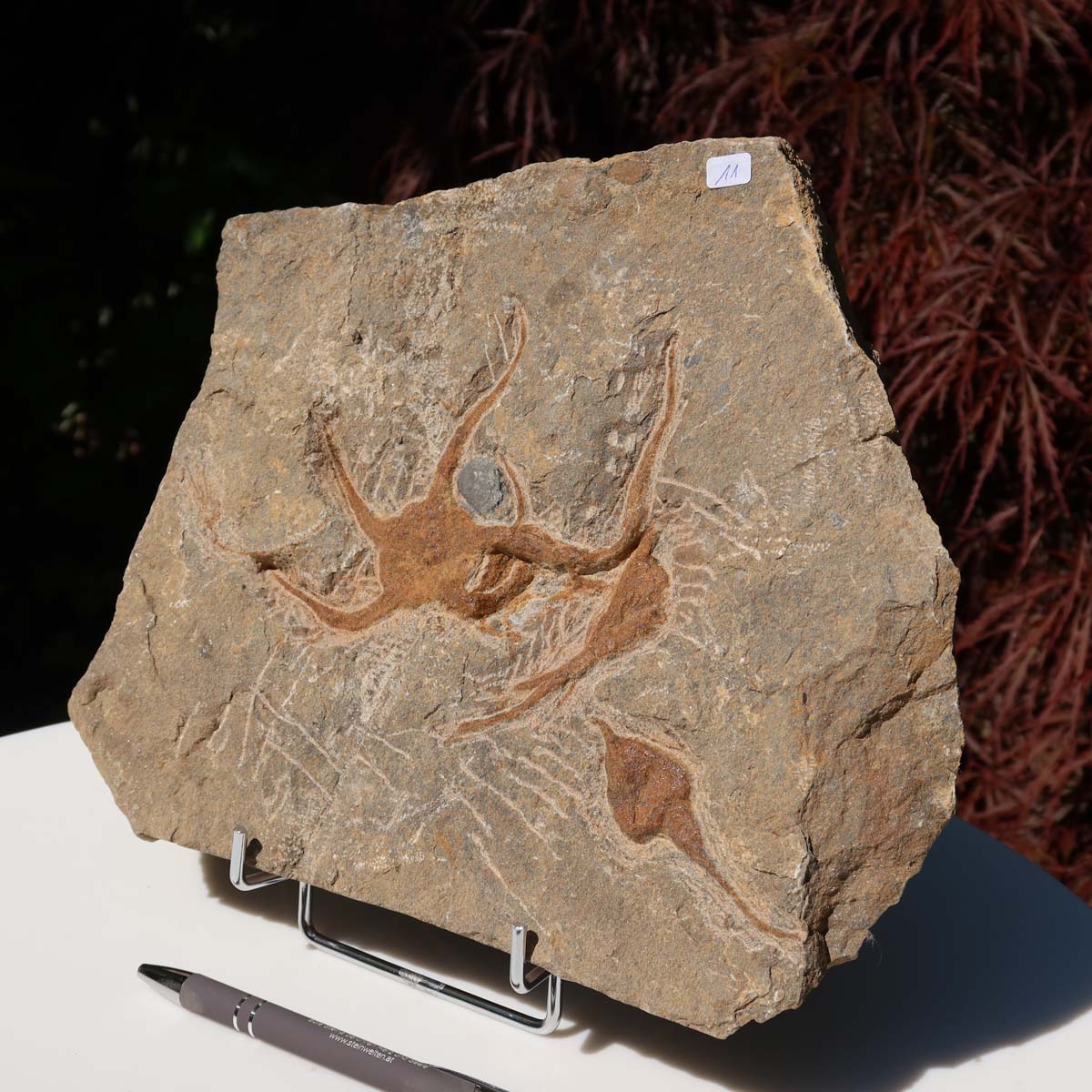 Versteinertes Fossil - Seestern (Schlangensterne Ophiura sp.) 465 Millionen Jahre - 26x22 cm - Nr. 11 auf Ausstellung