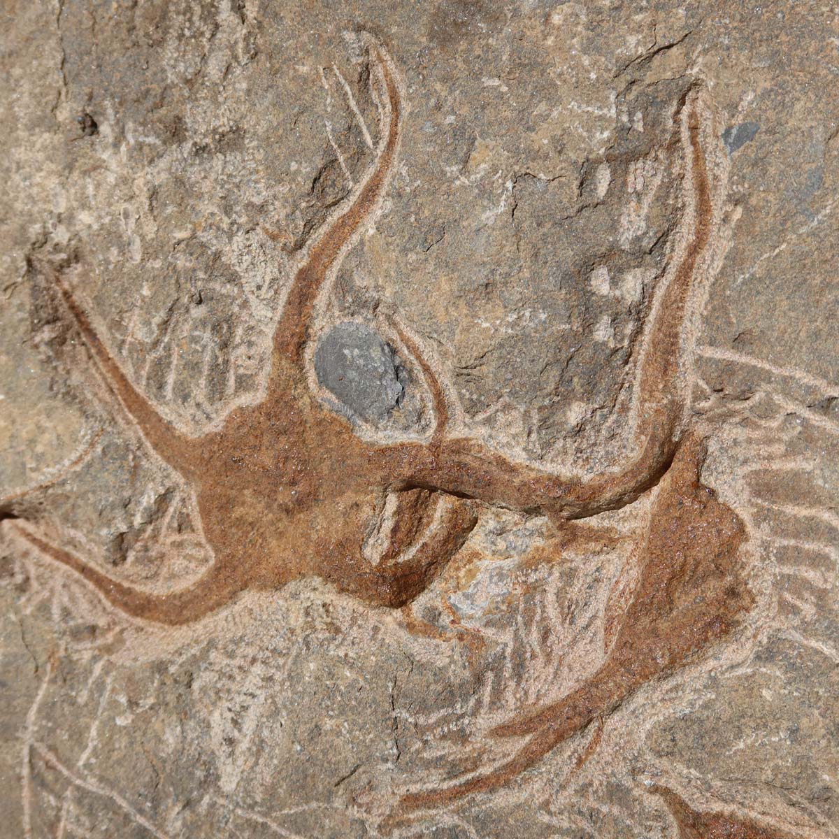 Versteinertes Fossil - Seestern (Schlangensterne Ophiura sp.) 465 Millionen Jahre - 26x22 cm - Nr. 11 auf Ausstellung