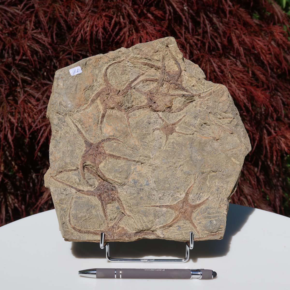 Versteinertes Fossil - Seestern (Schlangensterne Ophiura sp.) 465 Millionen Jahre - 23x24 cm - Nr. 12 in natürlicher Detailgenauigkeit