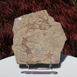 Versteinertes Fossil - Seestern (Schlangensterne Ophiura sp.) 465 Millionen Jahre - 23x24 cm - Nr. 12 in natürlicher Detailgenauigkeit