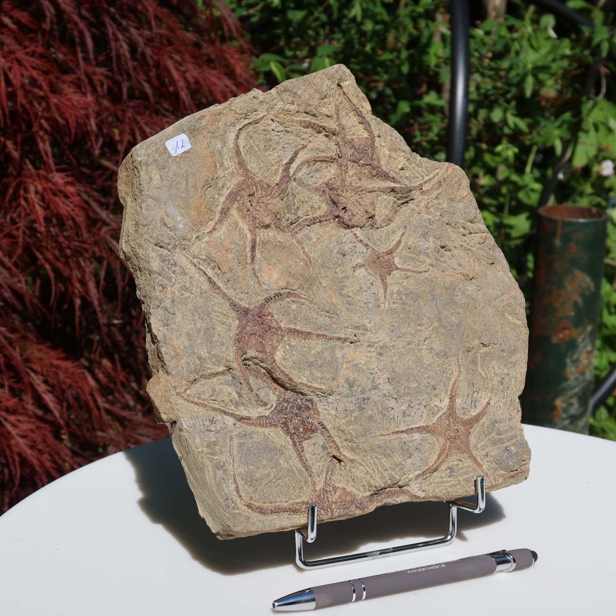 Versteinertes Fossil - Seestern (Schlangensterne Ophiura sp.) 465 Millionen Jahre - 23x24 cm - Nr. 12 in natürlicher Detailgenauigkeit