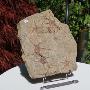 Versteinertes Fossil - Seestern (Schlangensterne Ophiura sp.) 465 Millionen Jahre - 23x24 cm - Nr. 12 auf Ausstellungsständer