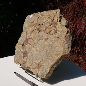 Versteinertes Fossil - Seestern (Schlangensterne Ophiura sp.) 465 Millionen Jahre - 23x24 cm - Nr. 12 auf Ständer