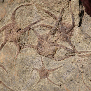 Versteinertes Fossil - Seestern (Schlangensterne Ophiura sp.) 465 Millionen Jahre - 23x24 cm - Nr. 12 aus Marokko