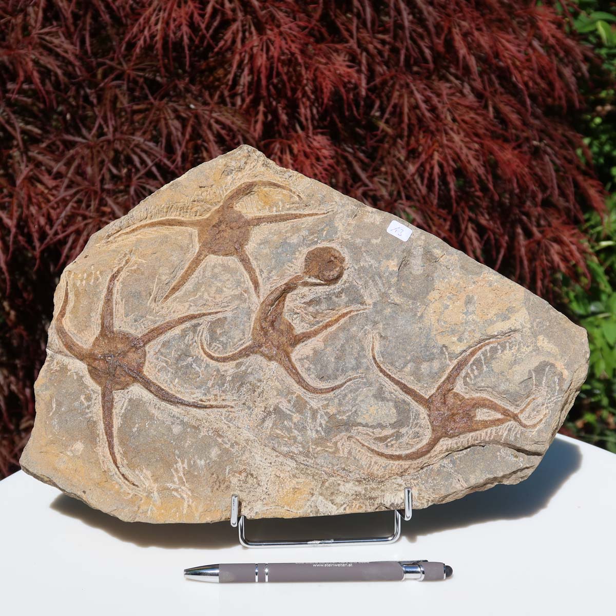 Versteinertes Fossil - Seestern (Schlangensterne Ophiura sp.) 465 Millionen Jahre - 30x22 cm - Nr. 13, detaillierte Ansichten