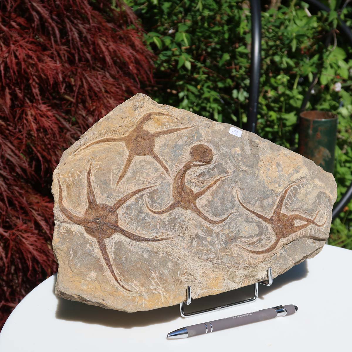 Versteinertes Fossil - Seestern (Schlangensterne Ophiura sp.) 465 Millionen Jahre - 30x22 cm - Nr. 13, detaillierte Ansichten