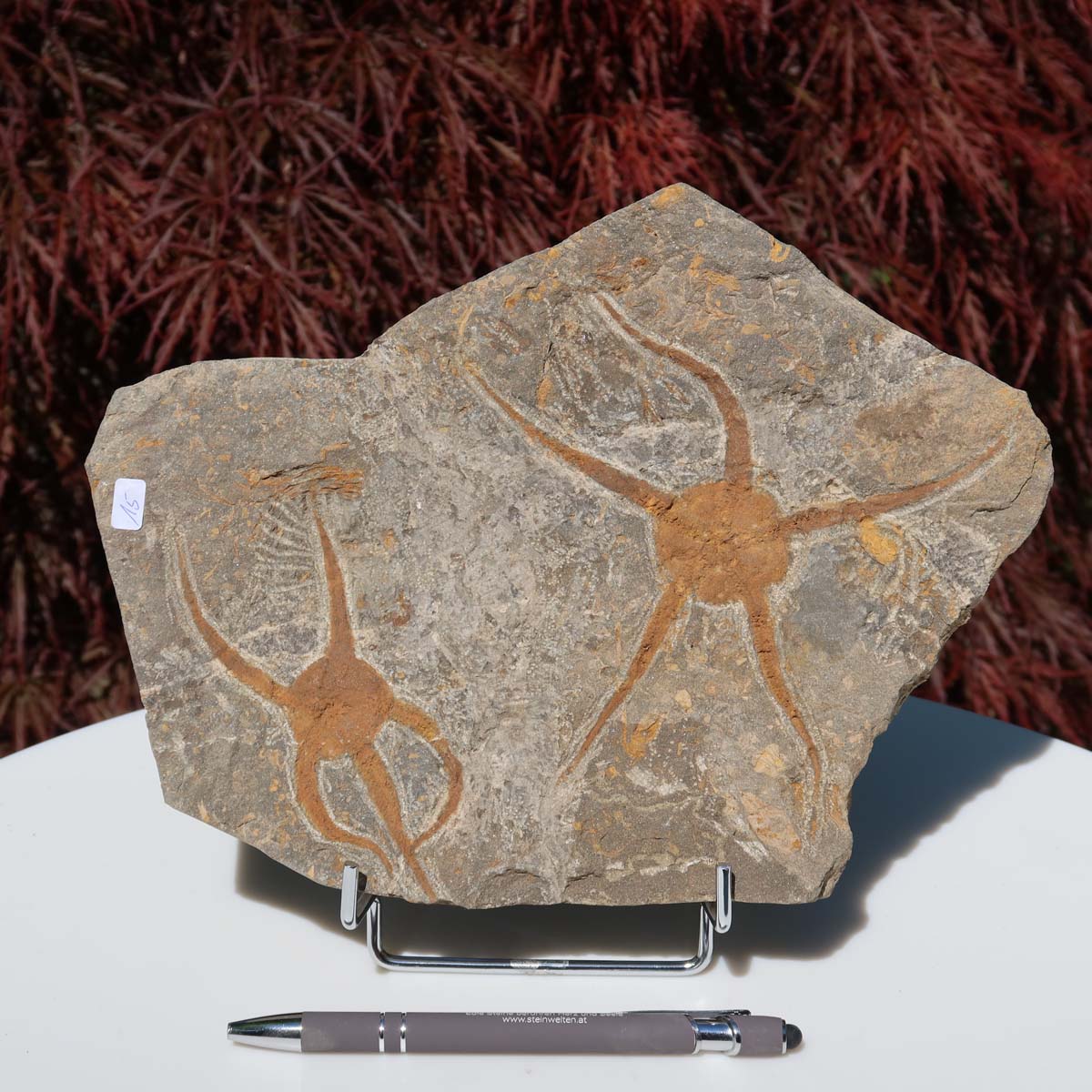 Versteinertes Fossil - Seestern (Schlangensterne Ophiura sp.) 465 Millionen Jahre - 24x19 cm - Nr. 15 auf Ständer