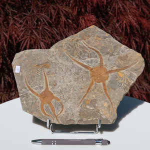 Versteinertes Fossil - Seestern (Schlangensterne Ophiura sp.) 465 Millionen Jahre - 24x19 cm - Nr. 15 auf Ständer