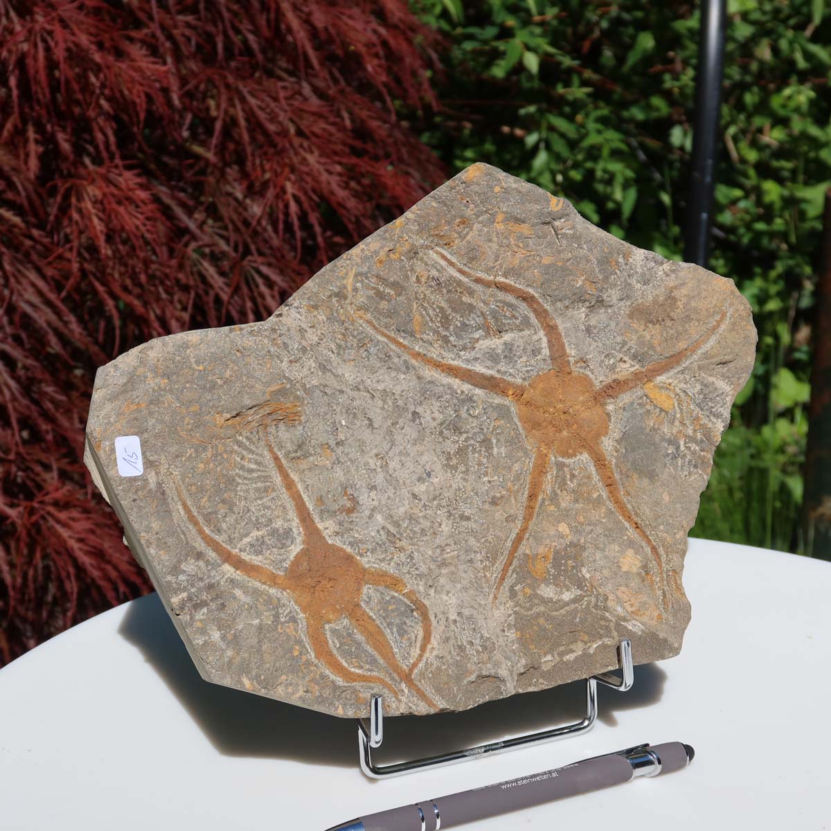 Versteinertes Fossil - Seestern (Schlangensterne Ophiura sp.) 465 Millionen Jahre - 24x19 cm - Nr. 15 auf Ständer