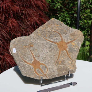 Versteinertes Fossil - Seestern (Schlangensterne Ophiura sp.) 465 Millionen Jahre - 24x19 cm - Nr. 15