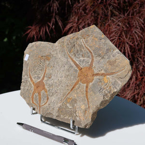Versteinertes Fossil - Seestern (Schlangensterne Ophiura sp.) 465 Millionen Jahre - 24x19 cm - Nr. 15