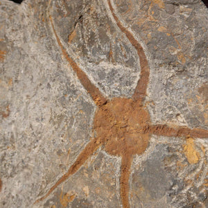 Versteinertes Fossil - Seestern (Schlangensterne Ophiura sp.) 465 Millionen Jahre - 24x19 cm - Nr. 15 Detailansicht