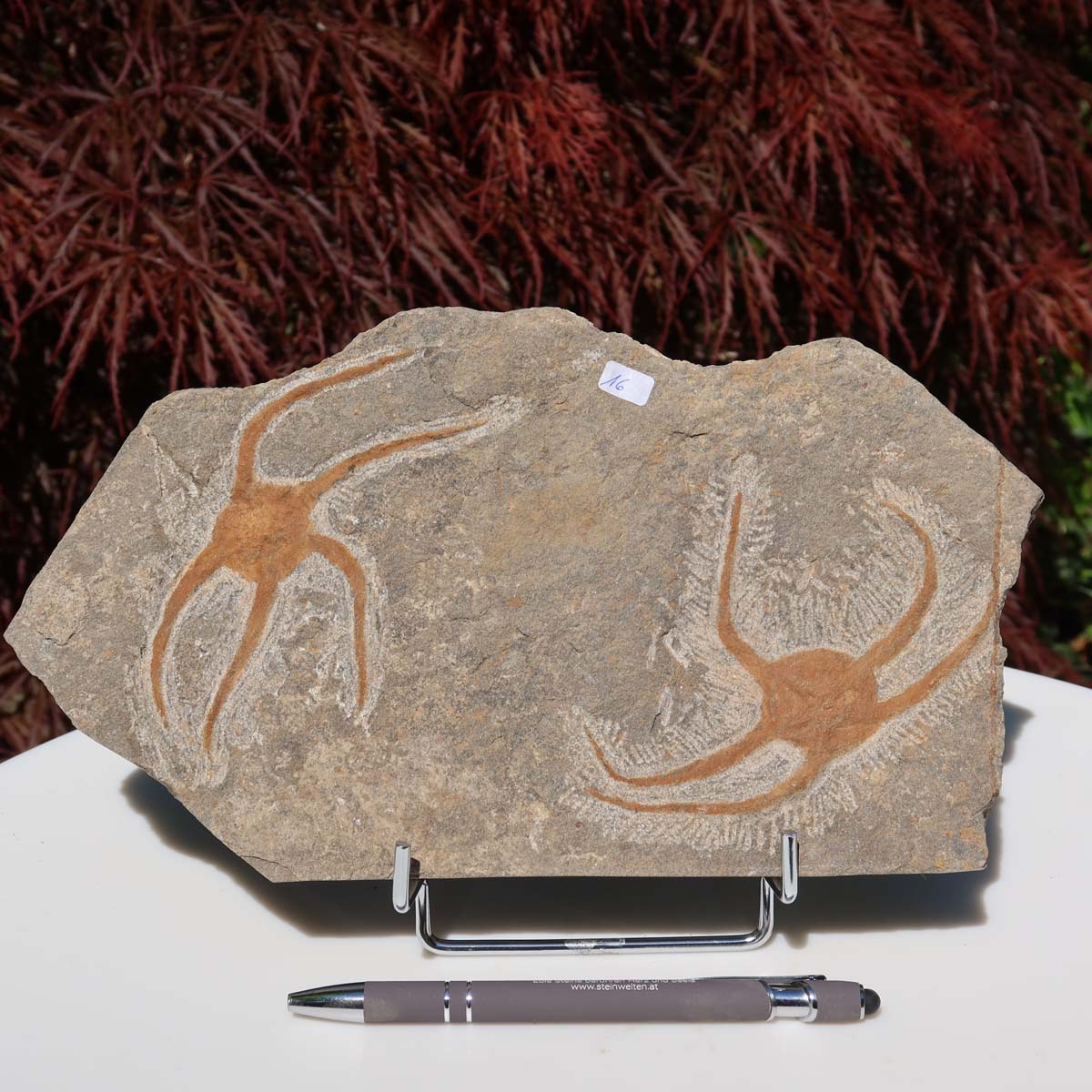 Versteinertes Fossil - Seestern (Schlangensterne Ophiura sp.) 465 Millionen Jahre - 25x15 cm - Nr. 16 auf Steinplatte