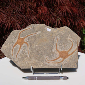 Versteinertes Fossil - Seestern (Schlangensterne Ophiura sp.) 465 Millionen Jahre - 25x15 cm - Nr. 16 auf Steinplatte