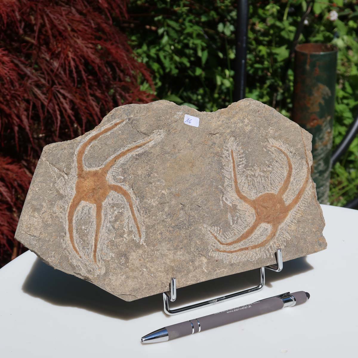Versteinertes Fossil - Seestern (Schlangensterne Ophiura sp.) 465 Millionen Jahre - 25x15 cm - Nr. 16 auf Steinplatte