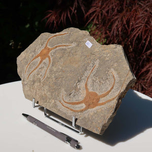 Versteinertes Fossil - Seestern (Schlangensterne Ophiura sp.) 465 Millionen Jahre - 25x15 cm - Nr. 16 auf Ständer