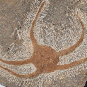 Versteinertes Fossil - Seestern (Schlangensterne Ophiura sp.) 465 Millionen Jahre - 25x15 cm - Nr. 16