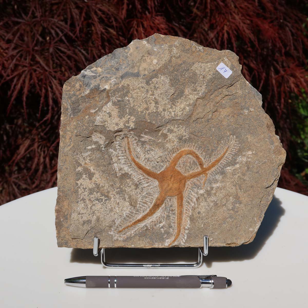 Versteinertes Fossil - Seestern (Schlangensterne Ophiura sp.) 465 Millionen Jahre - 20x19 cm - Nr. 17 auf Ständer