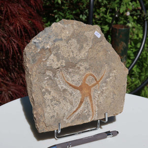 Versteinertes Fossil - Seestern (Schlangensterne Ophiura sp.) 465 Millionen Jahre - 20x19 cm - Nr. 17 auf Steinplatte