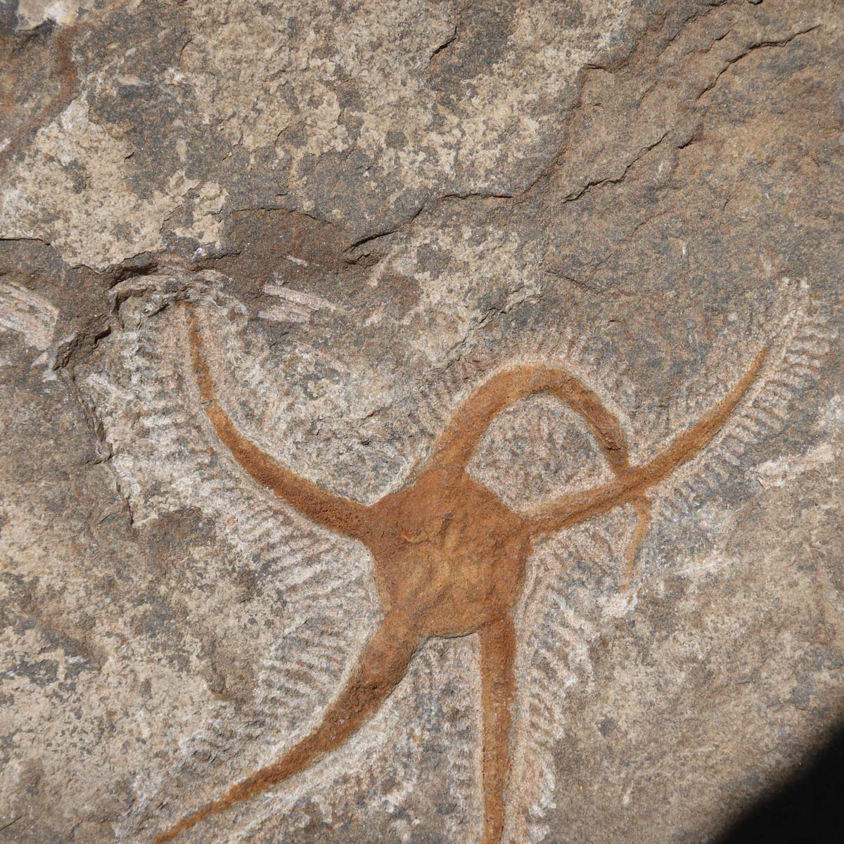 Versteinertes Fossil - Seestern (Schlangensterne Ophiura sp.) 465 Millionen Jahre - 20x19 cm - Nr. 17 auf Ständer