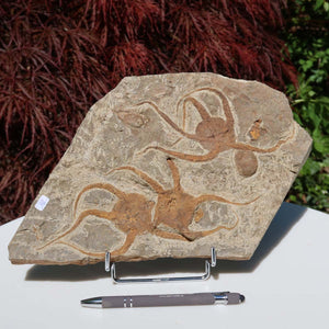 Versteinertes Fossil - Seestern (Schlangensterne Ophiura sp.) 465 Millionen Jahre - 29x17 cm - Nr. 18 auf einem Ständer
