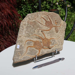 Versteinertes Fossil - Seestern (Schlangensterne Ophiura sp.) 465 Millionen Jahre - 29x17 cm - Nr. 18 auf einem Ständer