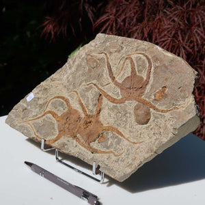 Versteinertes Fossil - Seestern (Schlangensterne Ophiura sp.) 465 Millionen Jahre - 29x17 cm - Nr. 18, aus Marokko