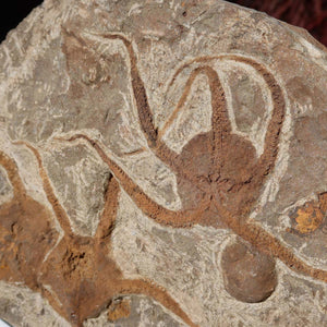 Versteinertes Fossil - Seestern (Schlangensterne Ophiura sp.) 465 Millionen Jahre - 29x17 cm - Nr. 18, Detailansicht