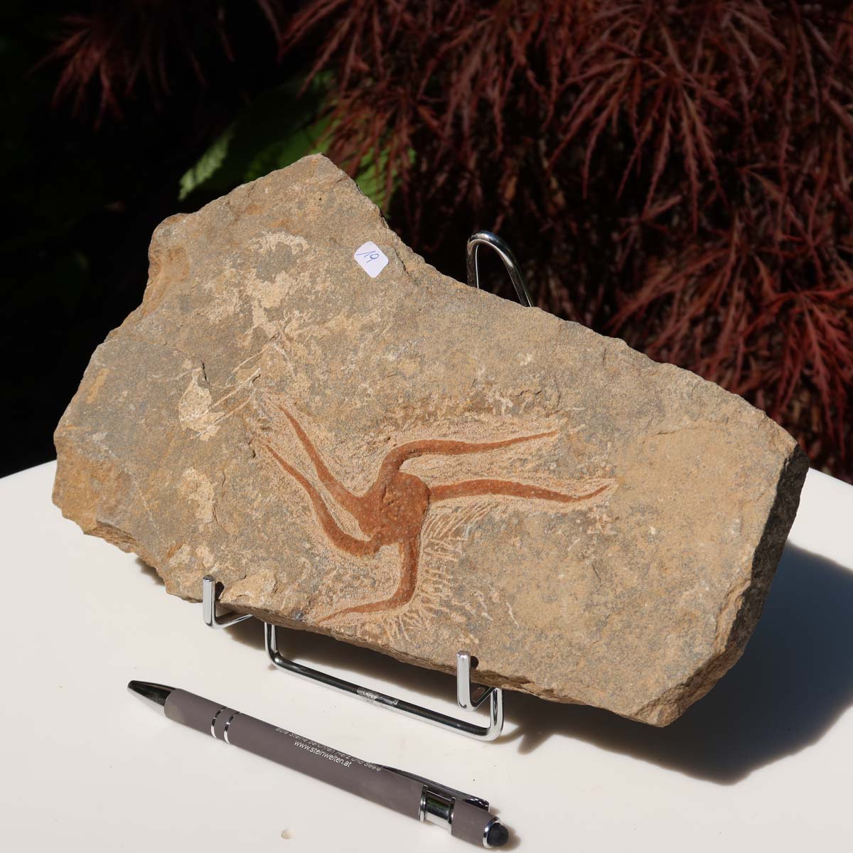 Versteinertes Fossil - Seestern (Schlangensterne Ophiura sp.) 465 Millionen Jahre - 26x16 cm - Nr. 19 auf Ständer