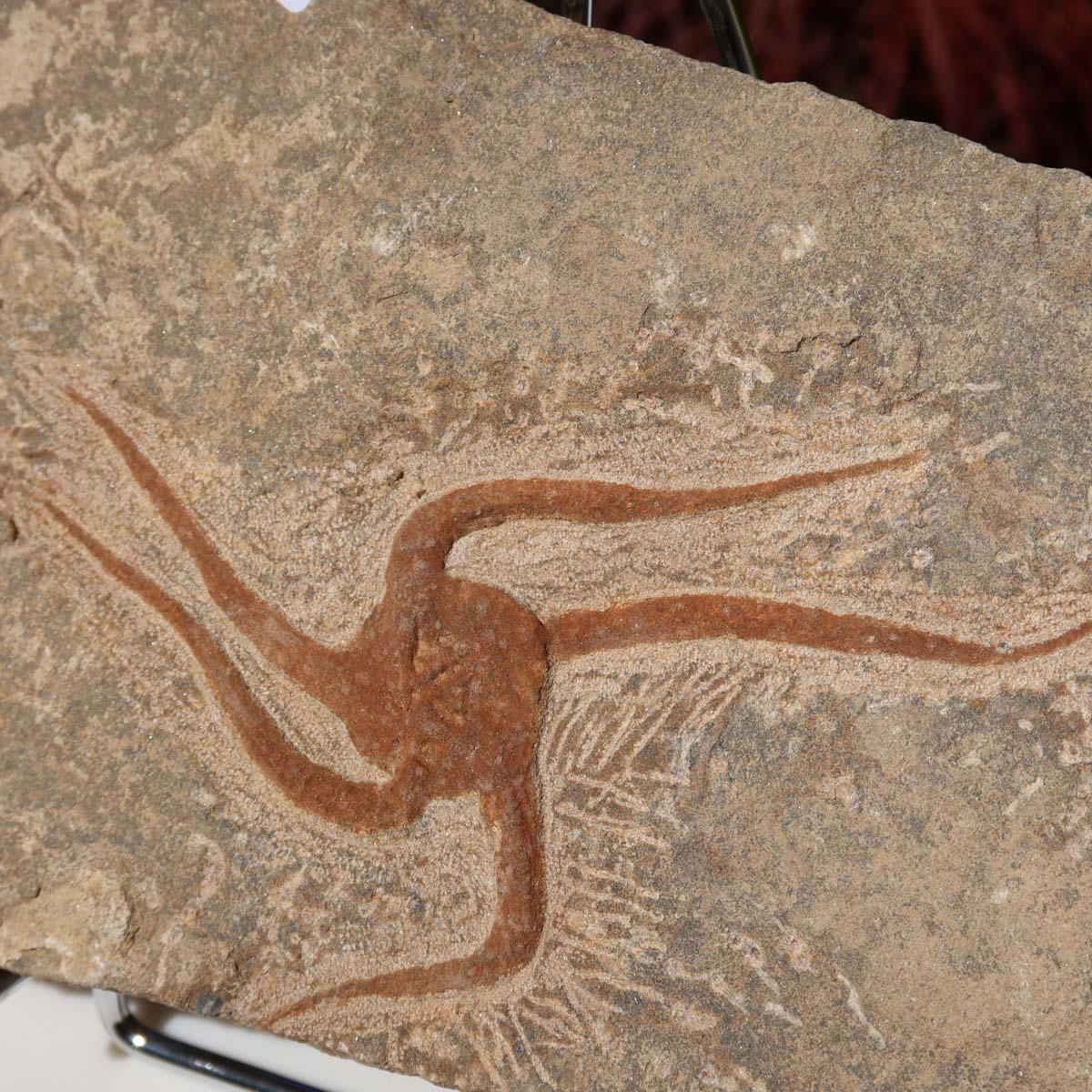 Versteinertes Fossil - Seestern (Schlangensterne Ophiura sp.) 465 Millionen Jahre - 26x16 cm - Nr. 19 auf Ständer