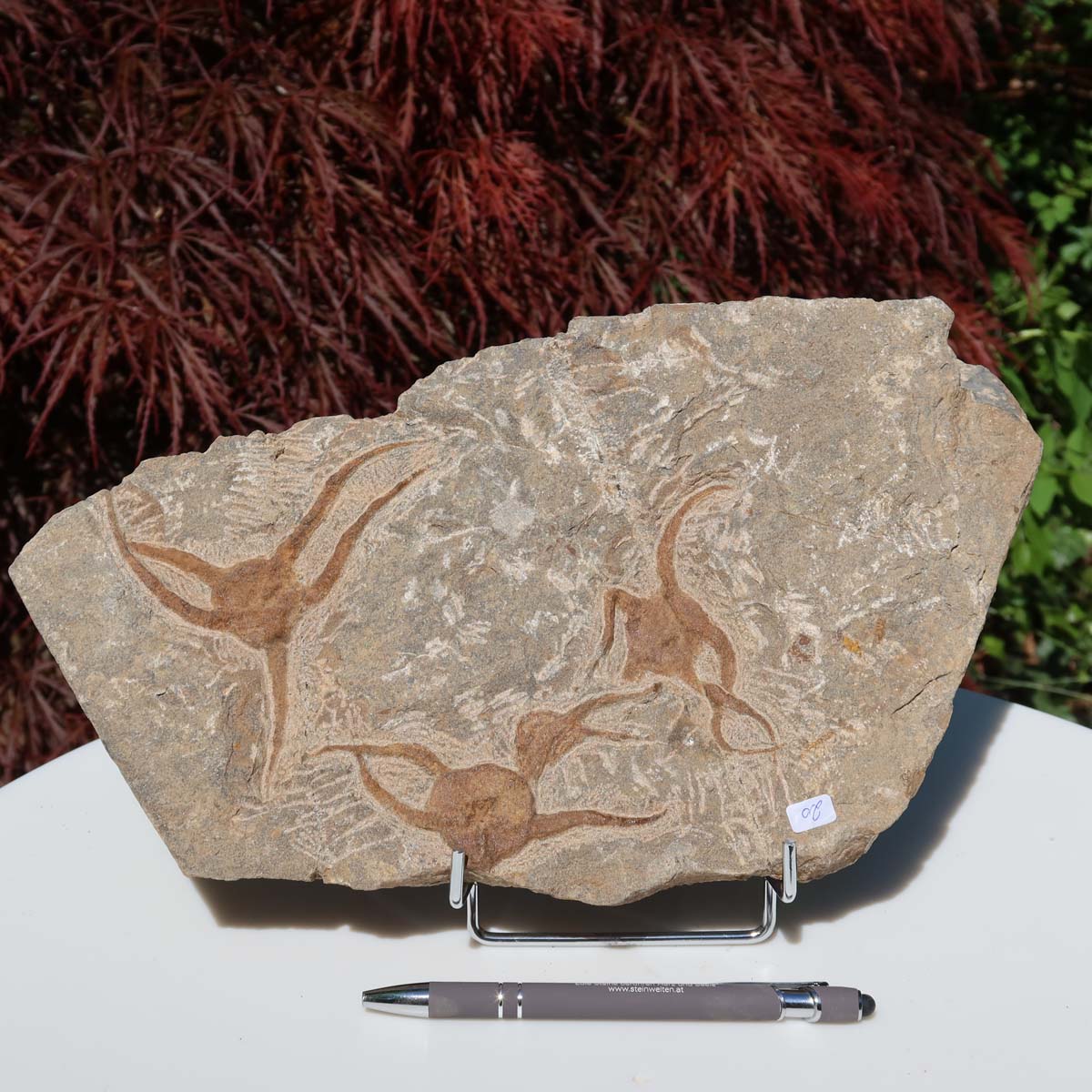 Versteinertes Fossil - Seestern (Schlangensterne Ophiura sp.) 465 Millionen Jahre - 30x17 cm - Nr. 20