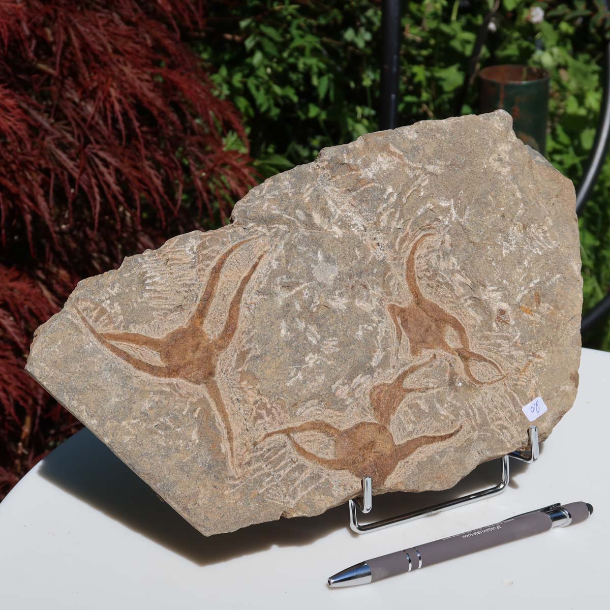Versteinertes Fossil - Seestern (Schlangensterne Ophiura sp.) 465 Millionen Jahre - 30x17 cm - Nr. 20