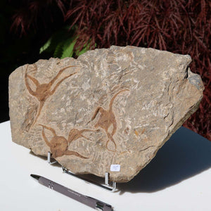 Versteinertes Fossil - Seestern (Schlangensterne Ophiura sp.) 465 Millionen Jahre - 30x17 cm - Nr. 20 auf Halterung