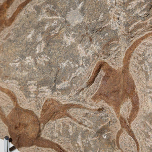 Versteinertes Fossil - Seestern (Schlangensterne Ophiura sp.) 465 Millionen Jahre - 30x17 cm - Nr. 20, detailreiche Ansicht