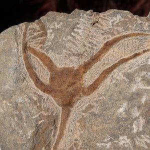Versteinertes Fossil - Seestern (Schlangensterne Ophiura sp.) 465 Millionen Jahre - 30x17 cm - Nr. 20, detailansicht