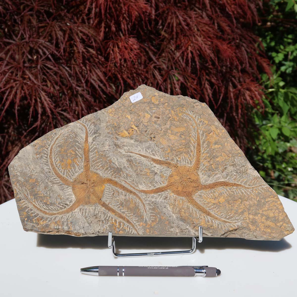 Versteinertes Fossil - Seestern (Schlangensterne Ophiura sp.) 465 Millionen Jahre - 30x16 cm - Nr. 21 vor rotem Laub