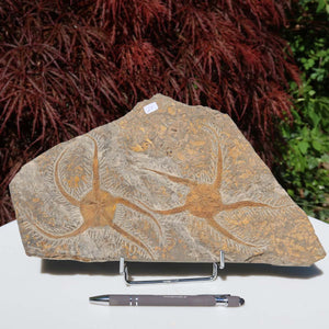 Versteinertes Fossil - Seestern (Schlangensterne Ophiura sp.) 465 Millionen Jahre - 30x16 cm - Nr. 21 vor rotem Laub