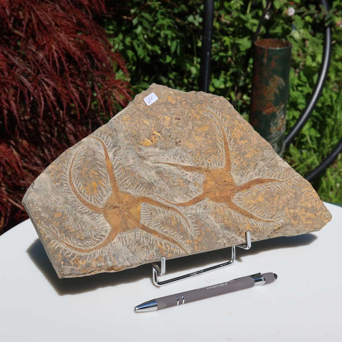 Versteinertes Fossil - Seestern (Schlangensterne Ophiura sp.) 465 Millionen Jahre - 30x16 cm - Nr. 21 vor rotem Laub