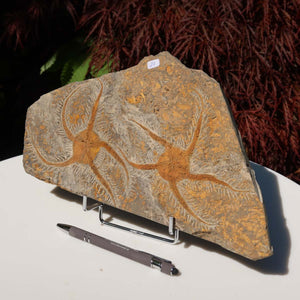 Versteinertes Fossil - Seestern (Schlangensterne Ophiura sp.) 465 Millionen Jahre - 30x16 cm - Nr. 21, fossile Detailaufnahme