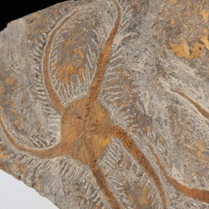 Versteinertes Fossil - Seestern (Schlangensterne Ophiura sp.) 465 Millionen Jahre - 30x16 cm - Nr. 21, Detailansicht