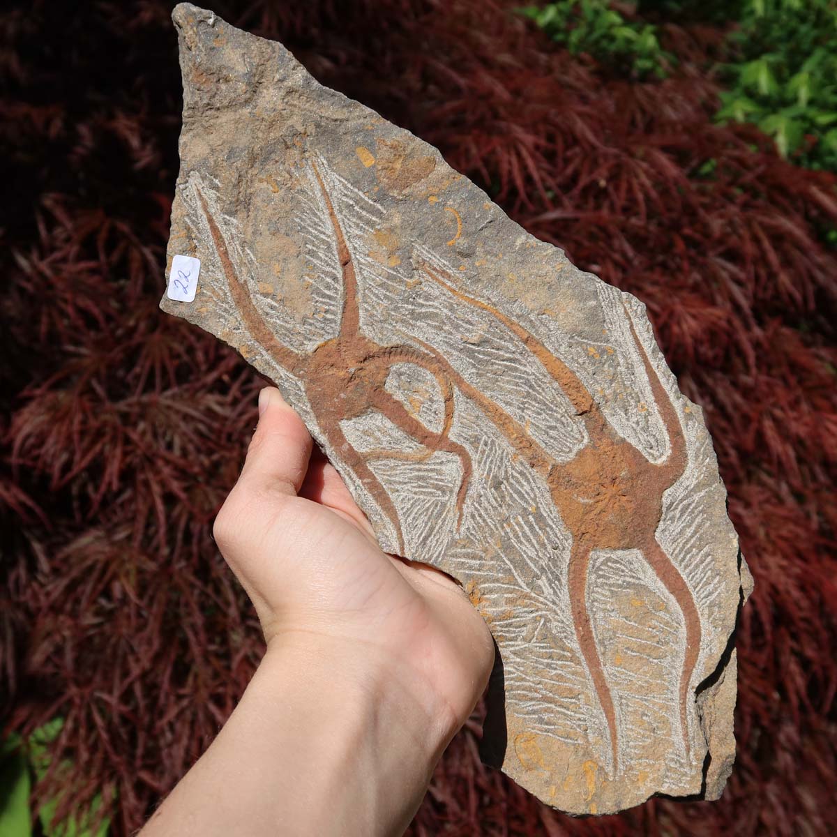 Versteinertes Fossil - Seestern (Schlangensterne Ophiura sp.) 465 Millionen Jahre - 28x10 cm - Nr. 22