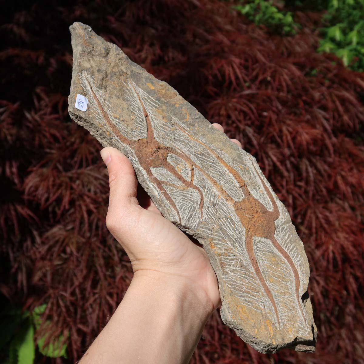 Versteinertes Fossil - Seestern (Schlangensterne Ophiura sp.) 465 Millionen Jahre - 28x10 cm - Nr. 22