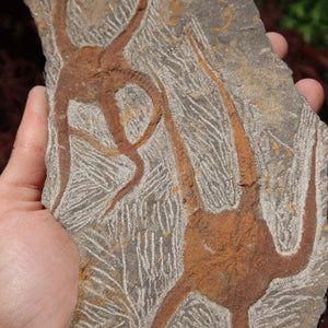 Versteinertes Fossil - Seestern (Schlangensterne Ophiura sp.) 465 Millionen Jahre - 28x10 cm - Nr. 22, natürliche Schönheit