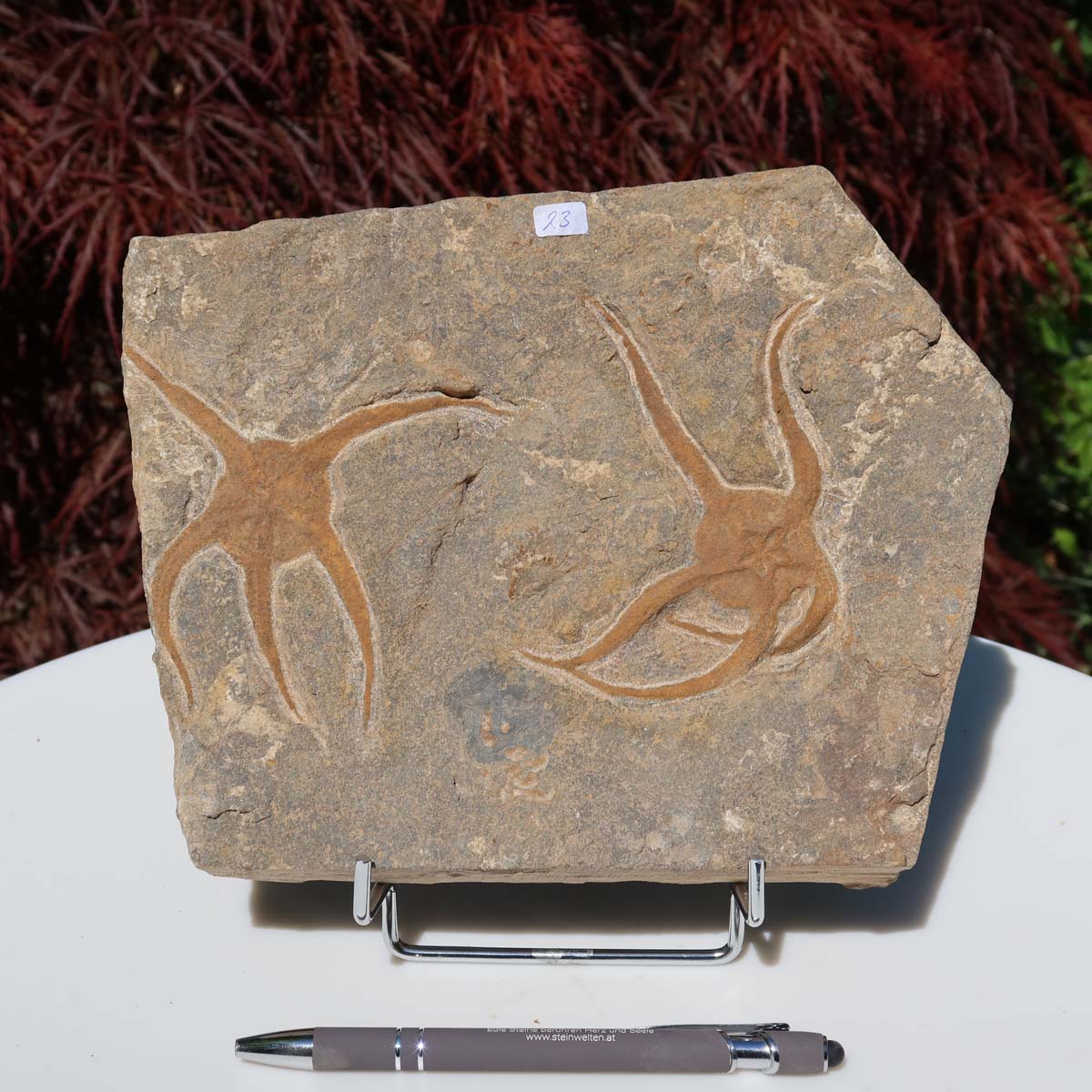 Versteinertes Fossil - Seestern (Schlangensterne Ophiura sp.) 465 Millionen Jahre - 21x17 cm - Nr. 23