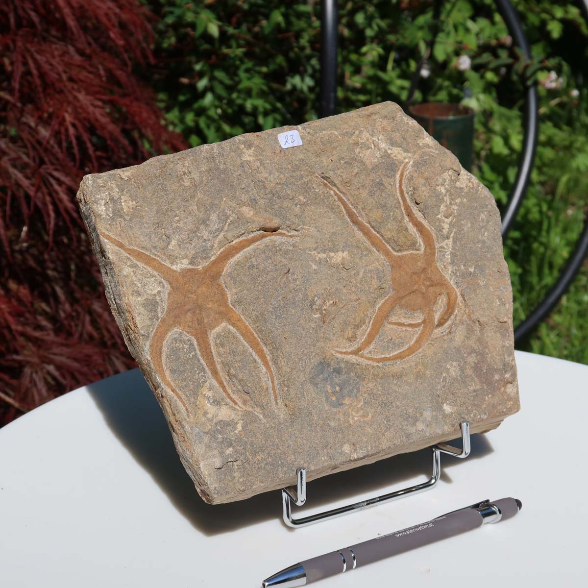 Versteinertes Fossil - Seestern (Schlangensterne Ophiura sp.) 465 Millionen Jahre - 21x17 cm - Nr. 23